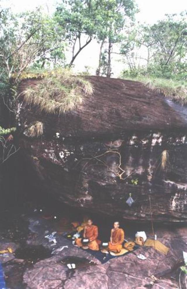 Large_jungle038