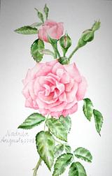Small_rosepostcard-2