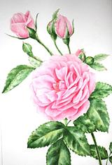 Small_rosepostcard-3
