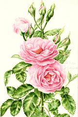 Small_rosepostcard4