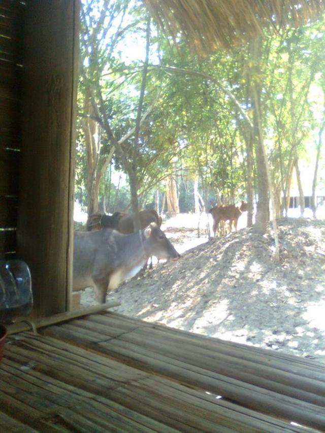 Large_0502201106