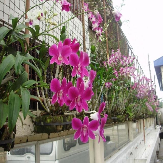Large_beautyorchid